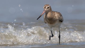 Productfoto: Vogelbeobachtungstouren in Gambia