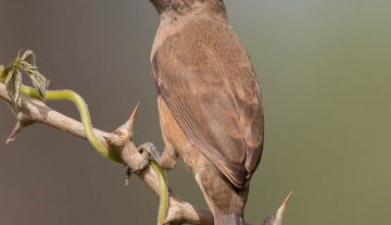Productfoto: Vogelbeobachtungstouren in Gambia