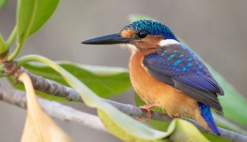 Productfoto: Vogelbeobachtungstouren in Gambia