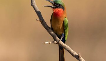 Productfoto: Vogelbeobachtungstouren in Gambia