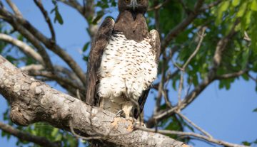 Productfoto: Vogelbeobachtungstouren in Gambia