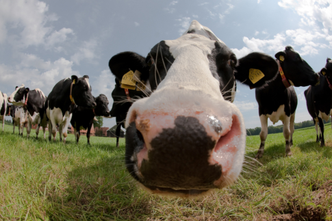 Gedomesticeerde dieren