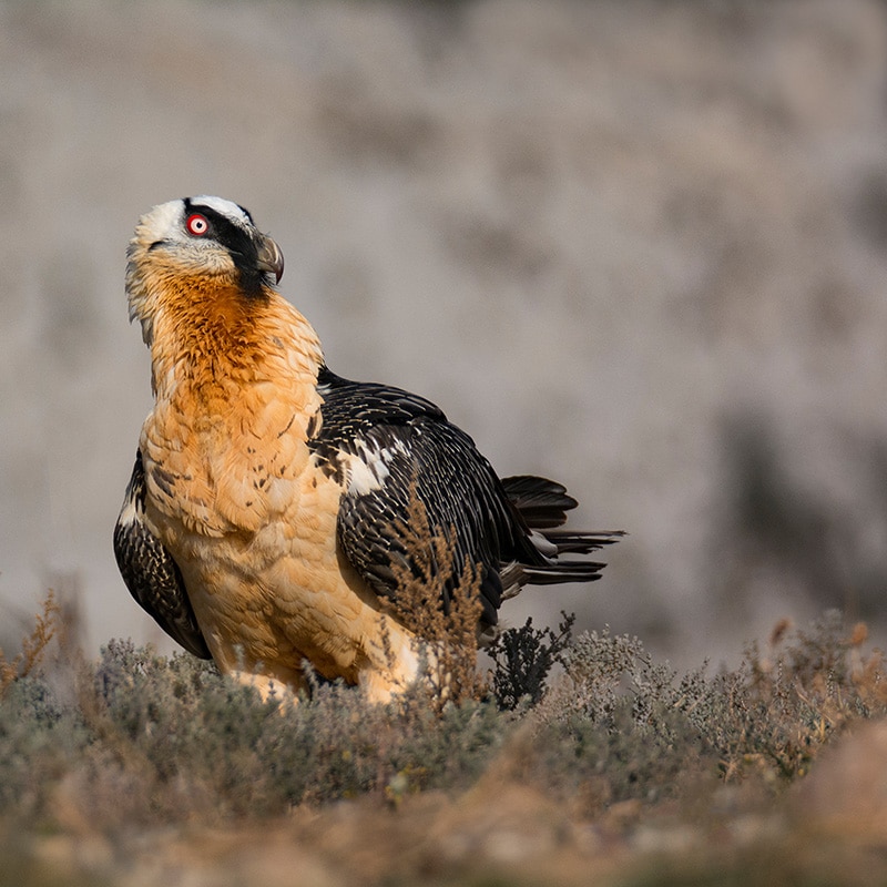 lammergier_hbn3050