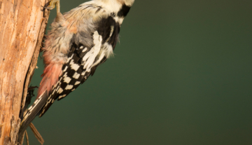 Productfoto: HBN Foto Versteck 5