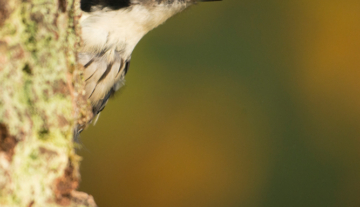 Productfoto: HBN Foto Versteck 5