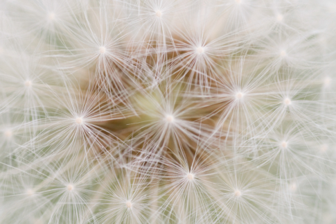 Flora