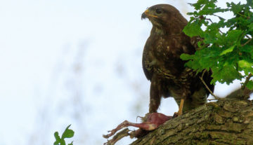 Productfoto: HBN Foto Versteck 8