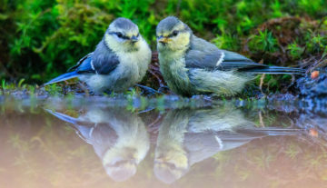 Productfoto: HBN Foto Versteck 8