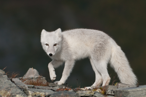 Zoogdieren