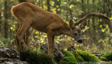Productfoto: HBN Foto Versteck 5