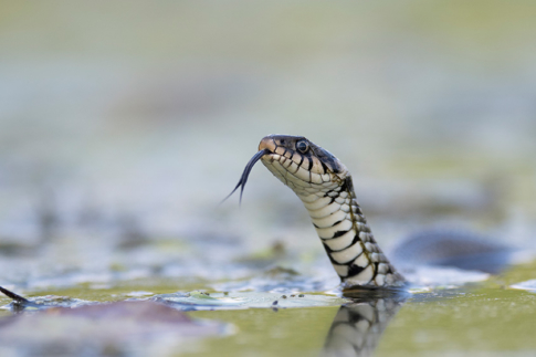Amfibieën en Reptielen