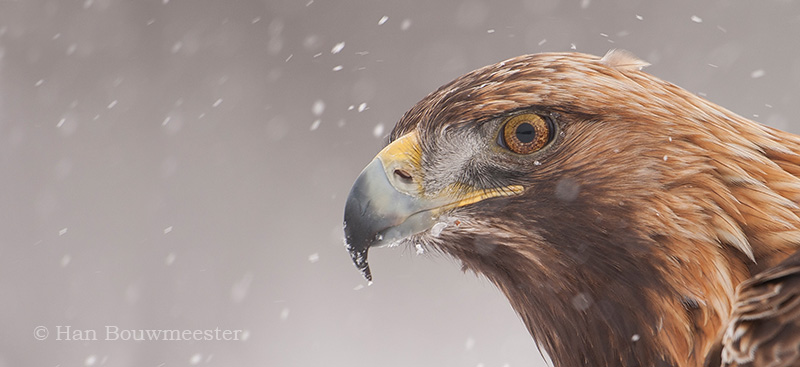 Steenarend; Golden Eagle; Aquila chrysaetos; Steinadler