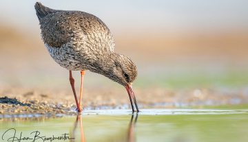 Productfoto: HBN Foto Versteck 10 - Das Groninger Landschap