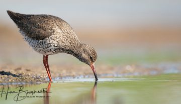 Productfoto: HBN Foto Versteck 10 - Das Groninger Landschap