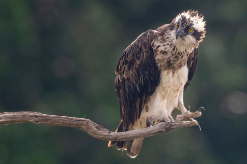 Vogels