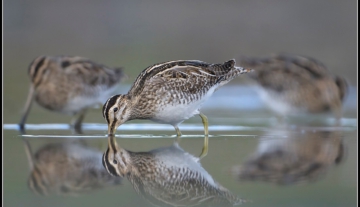 Productfoto: HBN Foto Versteck 10 - Das Groninger Landschap