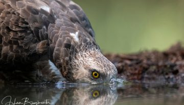 Productfoto: HBN Foto Versteck 5