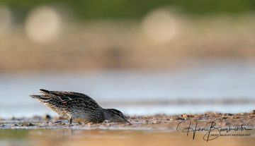 Productfoto: HBN Foto Versteck 10 - Das Groninger Landschap