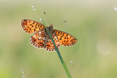 Vlinders en insecten