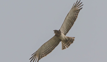Productfoto: Vogelbeobachtungstouren in Gambia