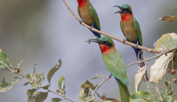 Productfoto: Vogelbeobachtungstouren in Gambia