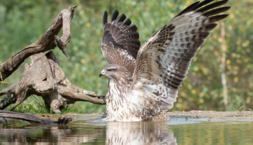 Productfoto: HBN Foto Versteck 1XL