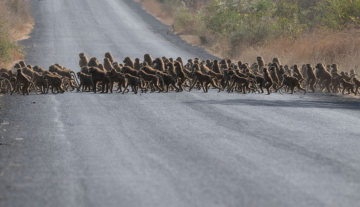 Productfoto: Vogelbeobachtungstouren in Gambia