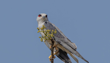 Productfoto: Vogelbeobachtungstouren in Gambia