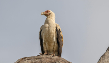 Productfoto: Vogelbeobachtungstouren in Gambia