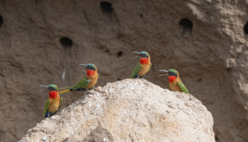 Productfoto: Vogelbeobachtungstouren in Gambia