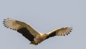 Productfoto: Vogelbeobachtungstouren in Gambia