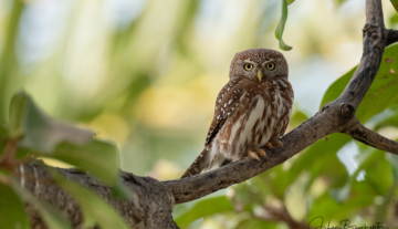 Productfoto: Vogelbeobachtungstouren in Gambia
