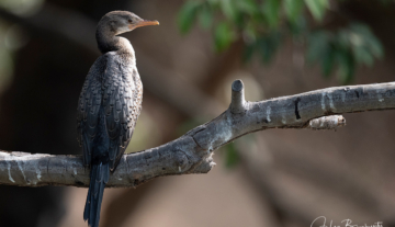 Productfoto: Vogelbeobachtungstouren in Gambia