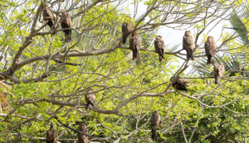 Productfoto: Vogelbeobachtungstouren in Gambia