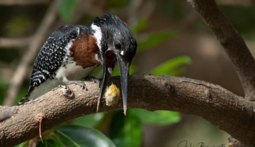 Productfoto: Vogelbeobachtungstouren in Gambia