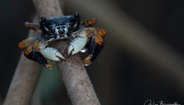 Productfoto: Vogelbeobachtungstouren in Gambia