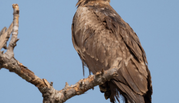 Productfoto: Vogelbeobachtungstouren in Gambia