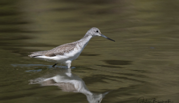 Productfoto: Vogelbeobachtungstouren in Gambia