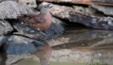 Productfoto: Vogelbeobachtungstouren in Gambia