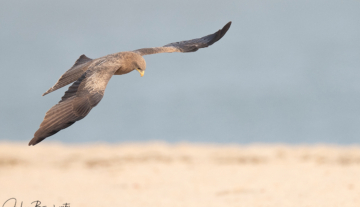 Productfoto: Vogelbeobachtungstouren in Gambia