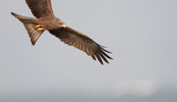 Productfoto: Vogelbeobachtungstouren in Gambia