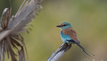 Productfoto: Vogelbeobachtungstouren in Gambia