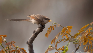 Productfoto: Vogelbeobachtungstouren in Gambia