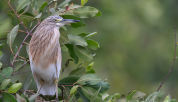 Productfoto: Vogelbeobachtungstouren in Gambia