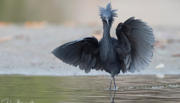 Productfoto: Vogelbeobachtungstouren in Gambia