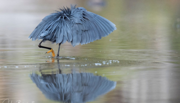 Productfoto: Vogelbeobachtungstouren in Gambia
