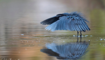 Productfoto: Vogelbeobachtungstouren in Gambia