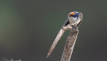 Productfoto: Vogelbeobachtungstouren in Gambia