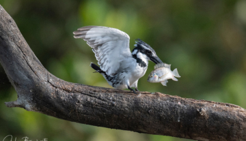 Productfoto: Vogelbeobachtungstouren in Gambia
