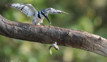 Productfoto: Vogelbeobachtungstouren in Gambia